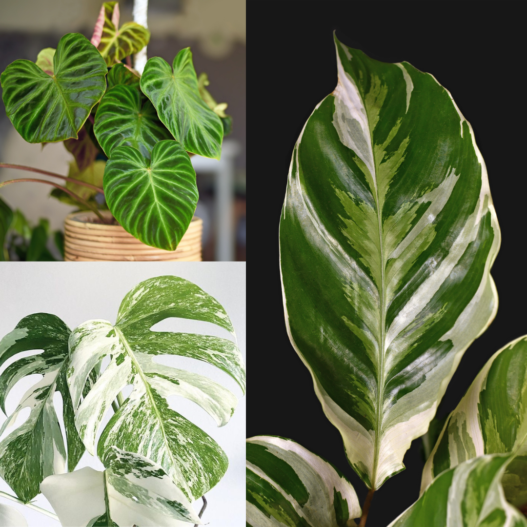 Everything I Love About Plants