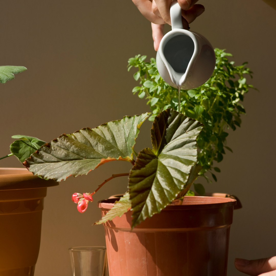 When do I need to water my plant?