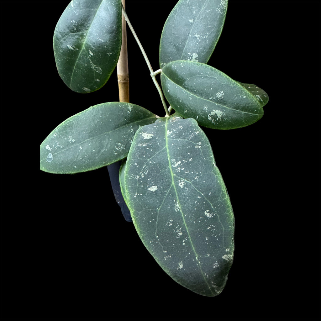 Hoya ritzii Borneo