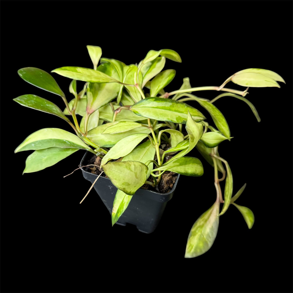 Hoya walliniana variegated