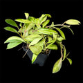 Hoya walliniana variegated