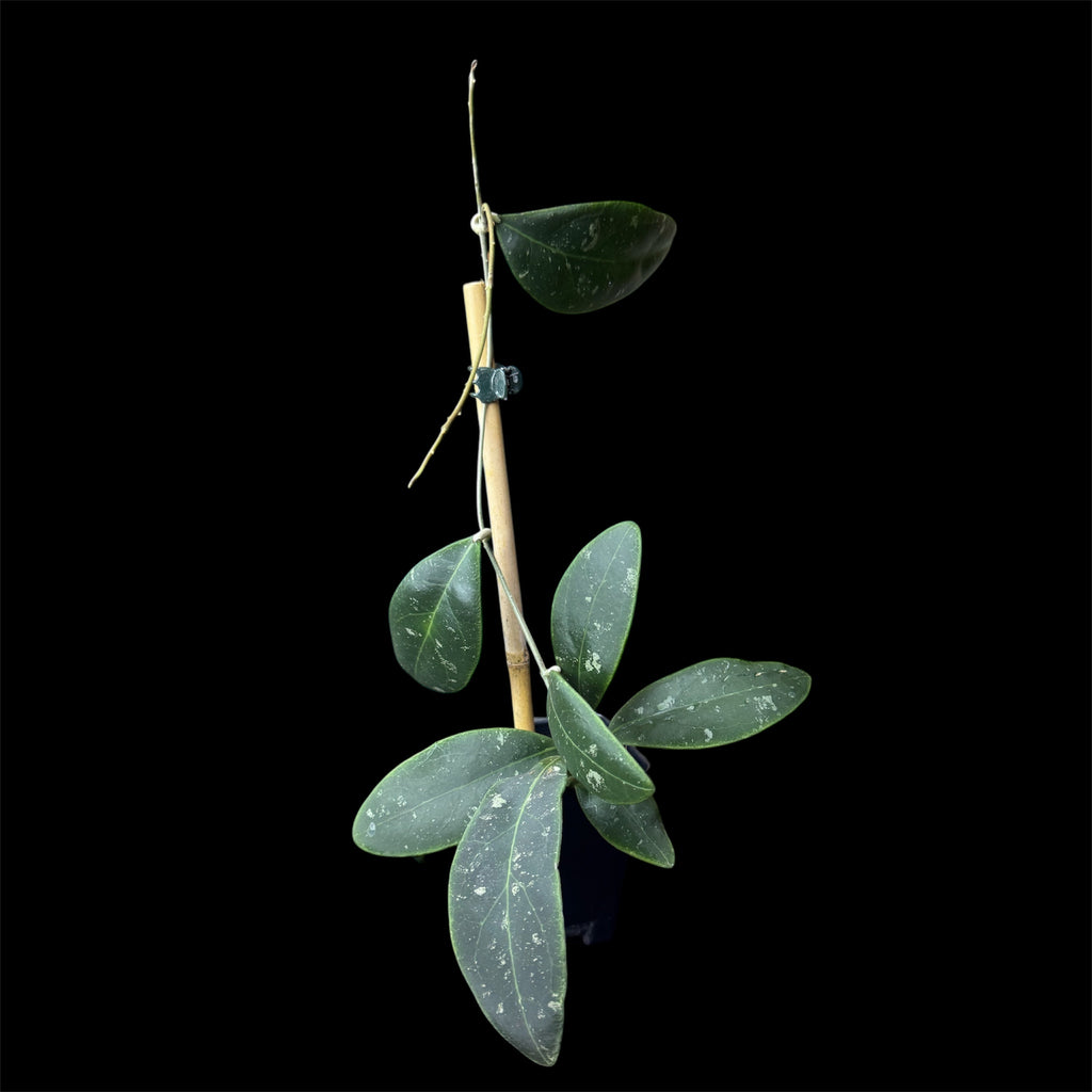 Hoya ritzii Borneo