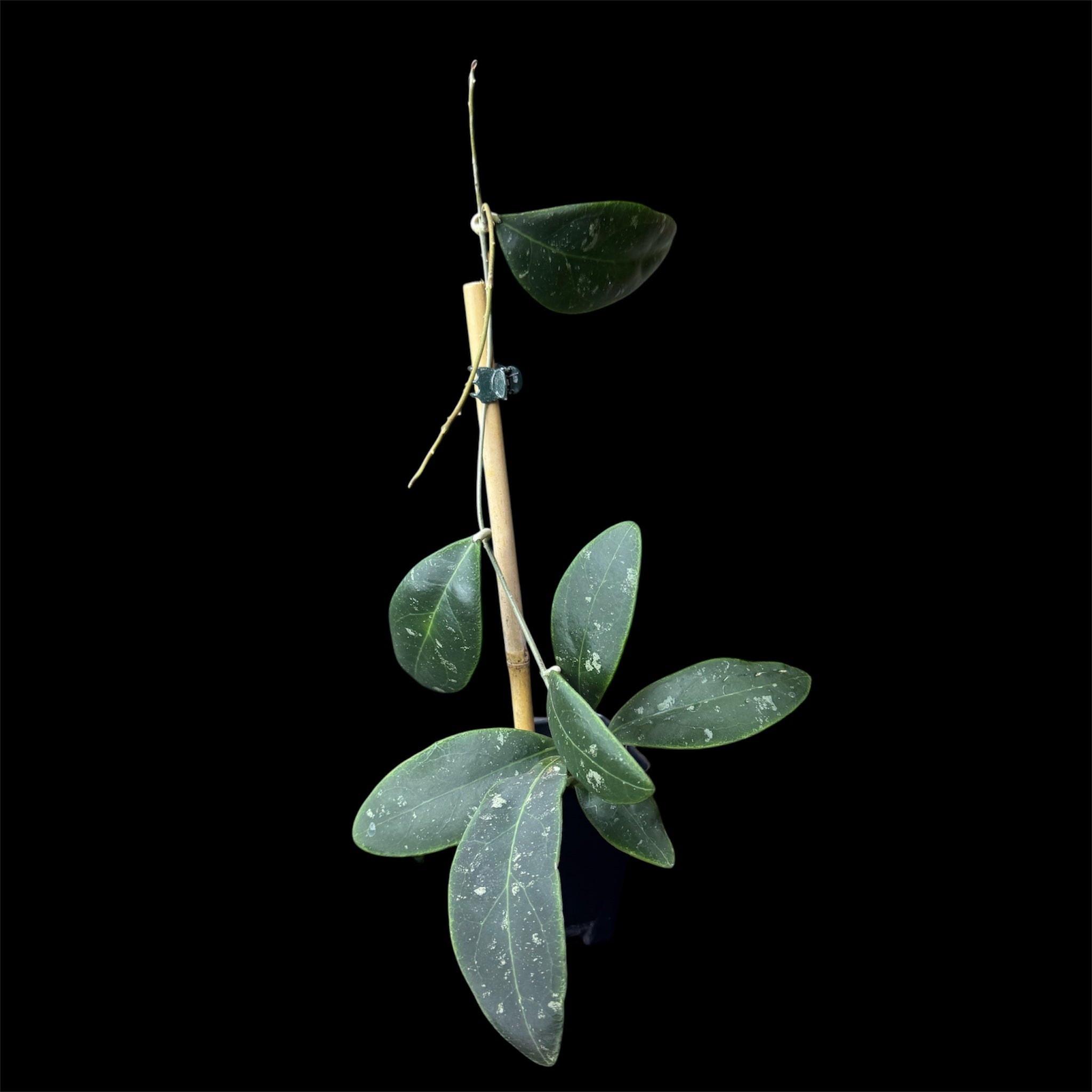 Hoya ritzii Borneo