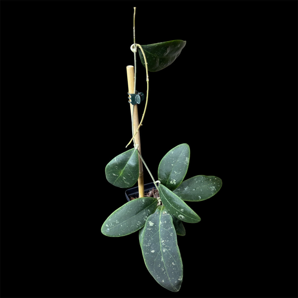 Hoya ritzii Borneo