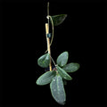 Hoya ritzii Borneo