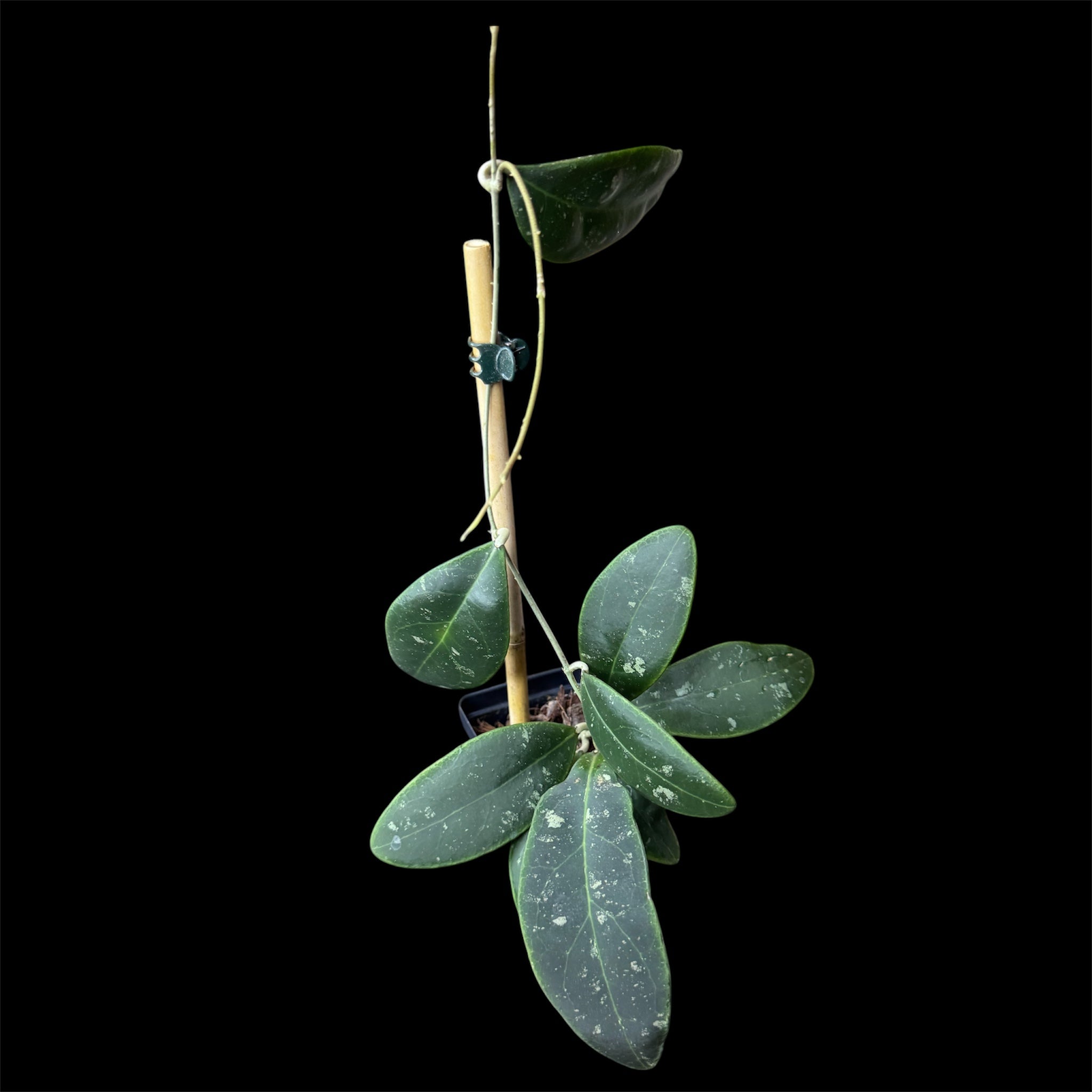 Hoya ritzii Borneo