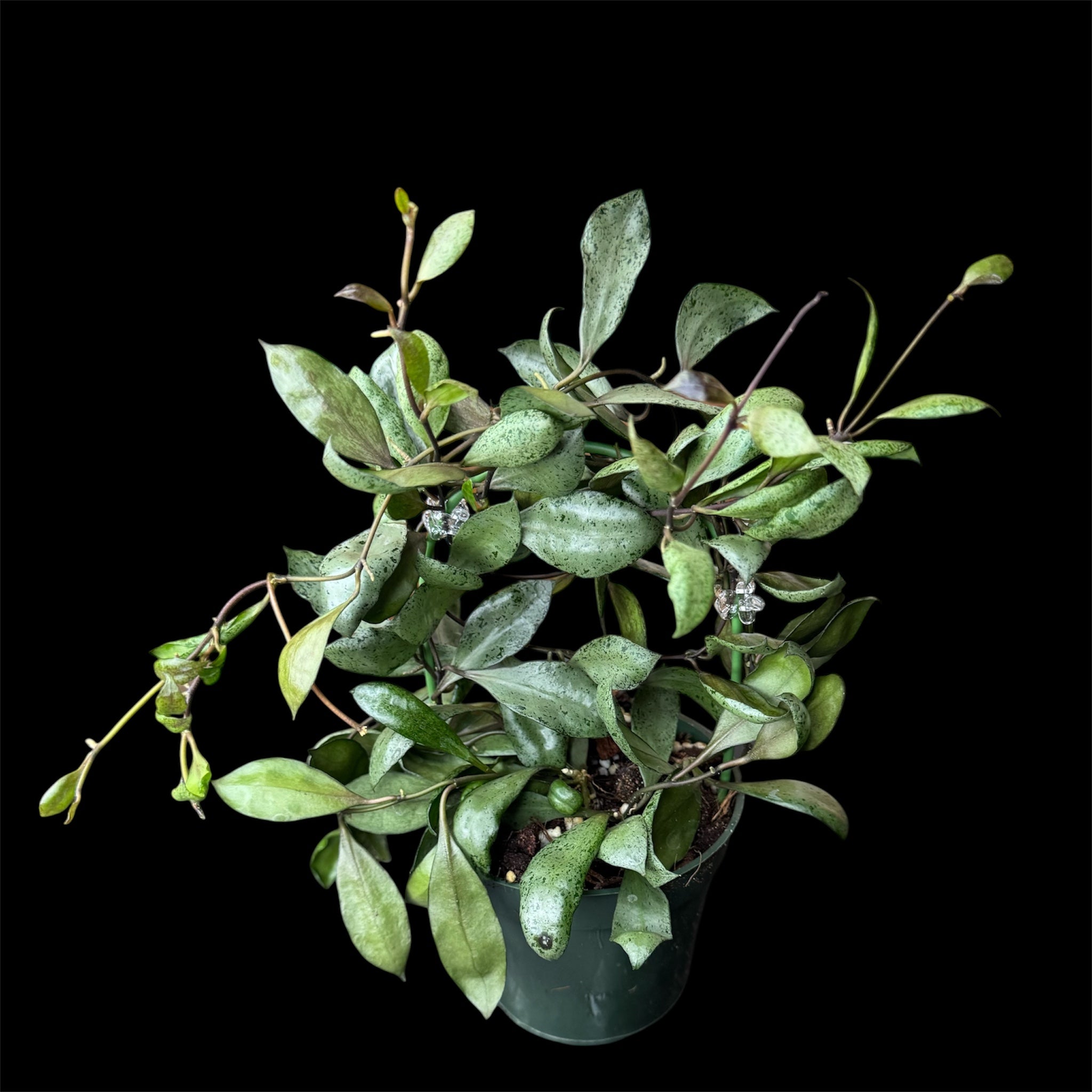 Hoya lacunosa ‘moonshine’