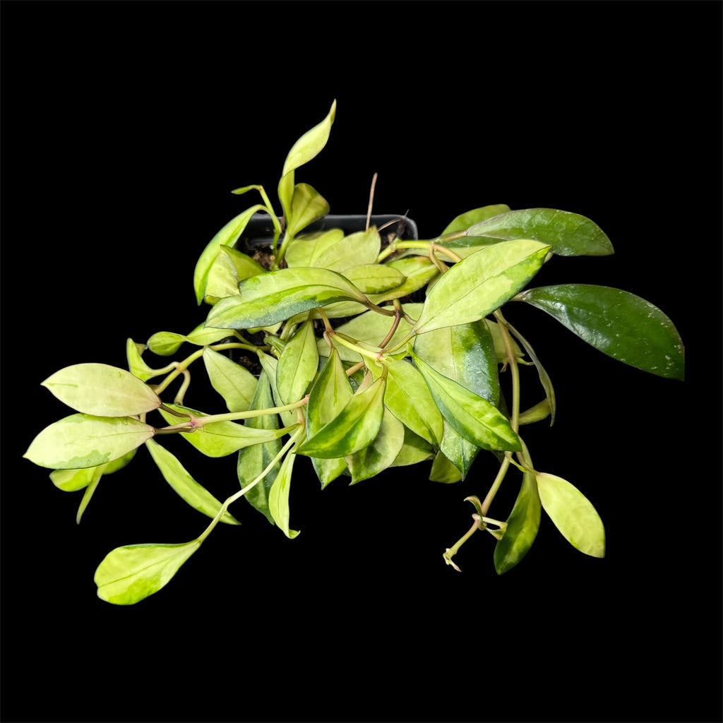 Hoya walliniana variegated