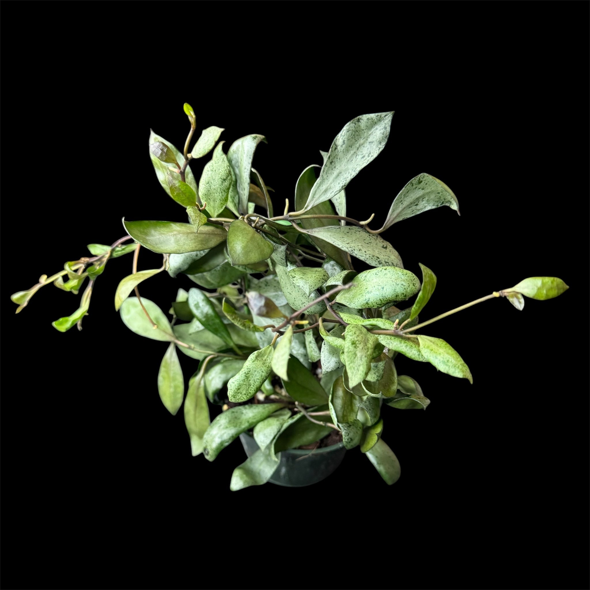 Hoya lacunosa ‘moonshine’