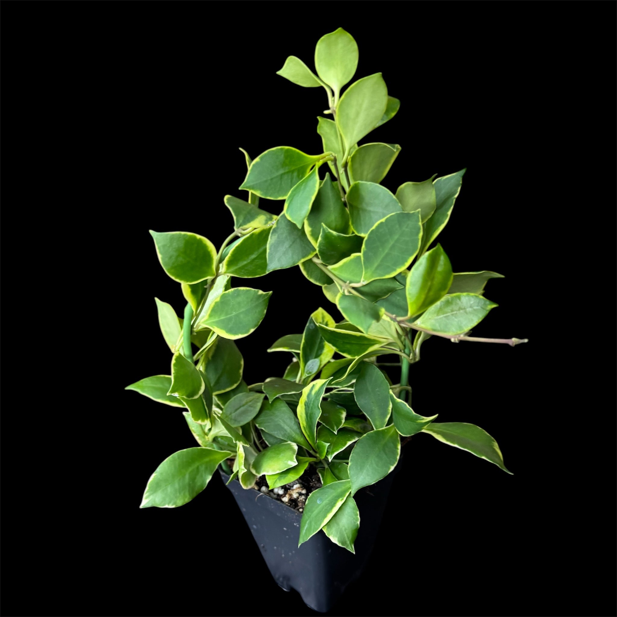 Hoya heuschkeliana outer variegated