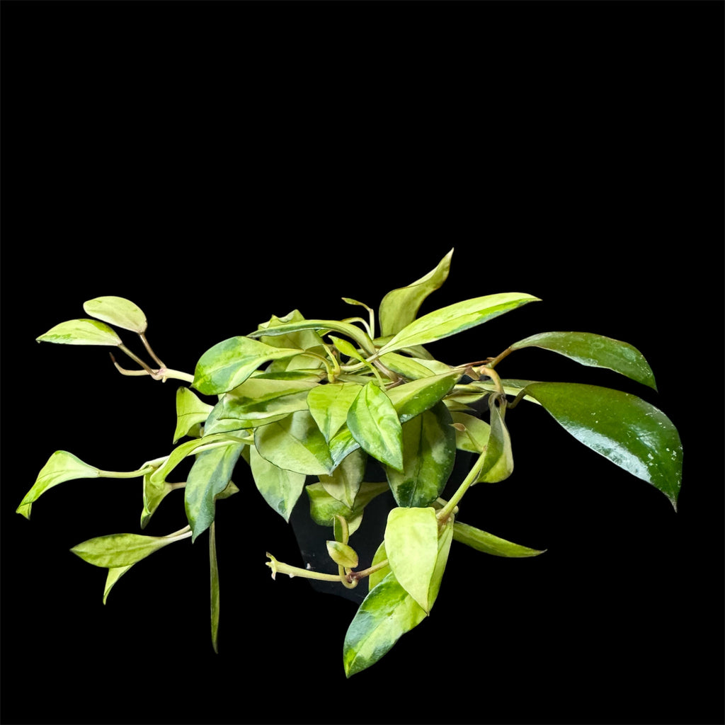 Hoya walliniana variegated