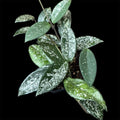 Hoya wilbur graves Russian variety