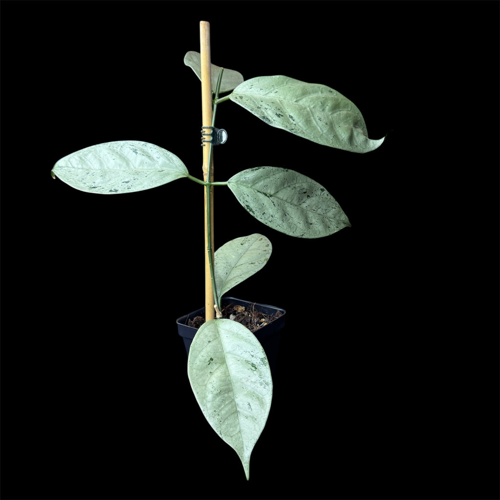 Hoya coriacea silver