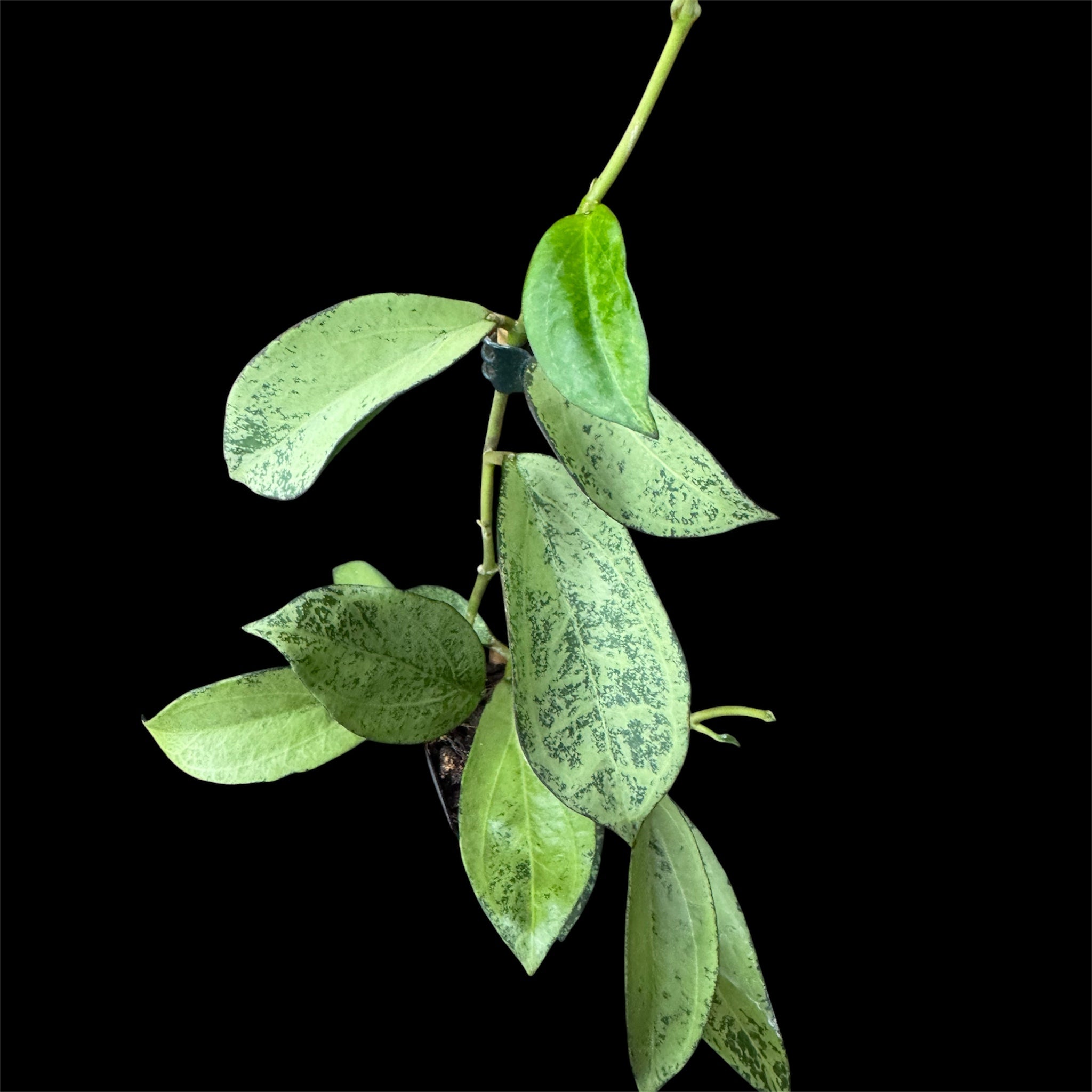 Hoya patcharawalai 023 silver aka Hoya icensis silver