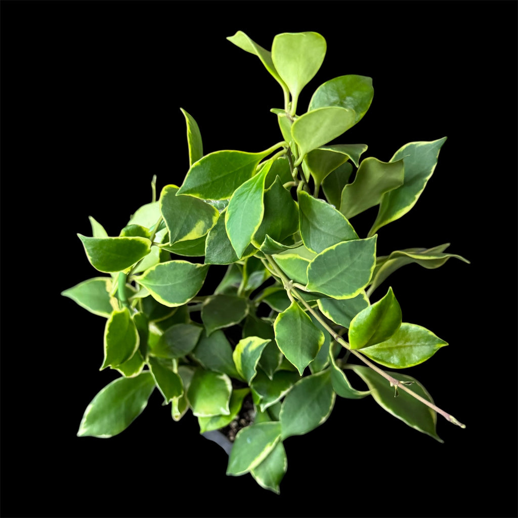 Hoya heuschkeliana outer variegated