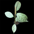 Hoya coriacea silver