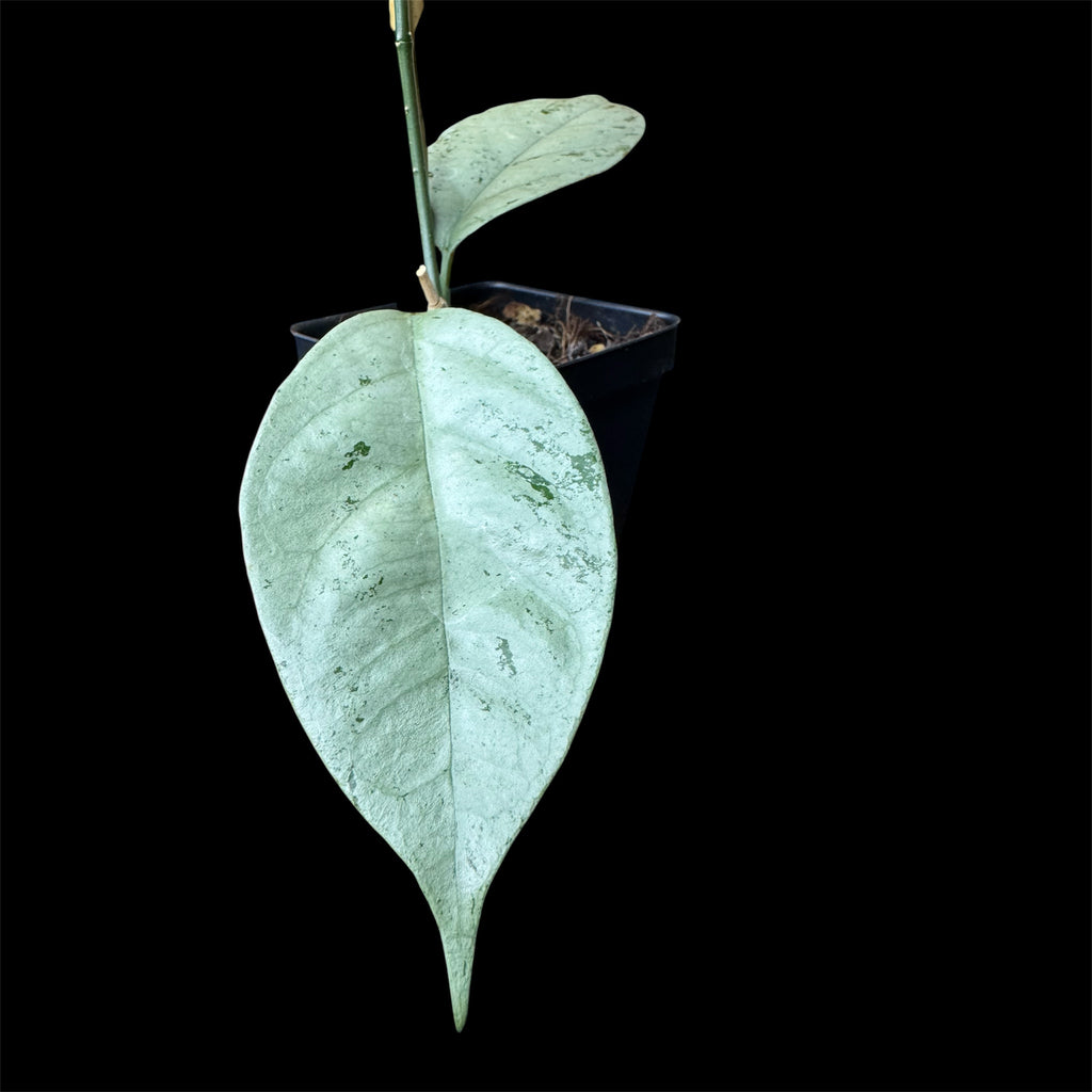 Hoya coriacea silver