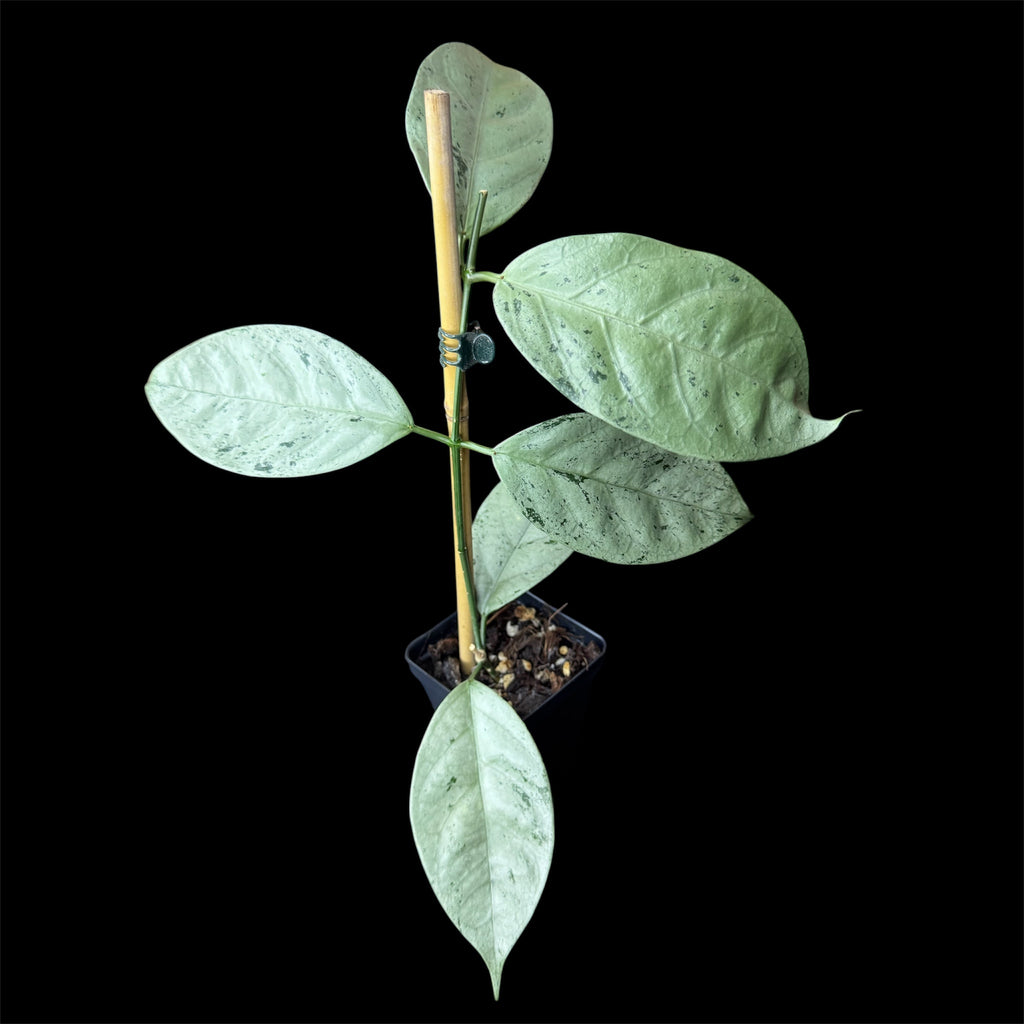 Hoya coriacea silver
