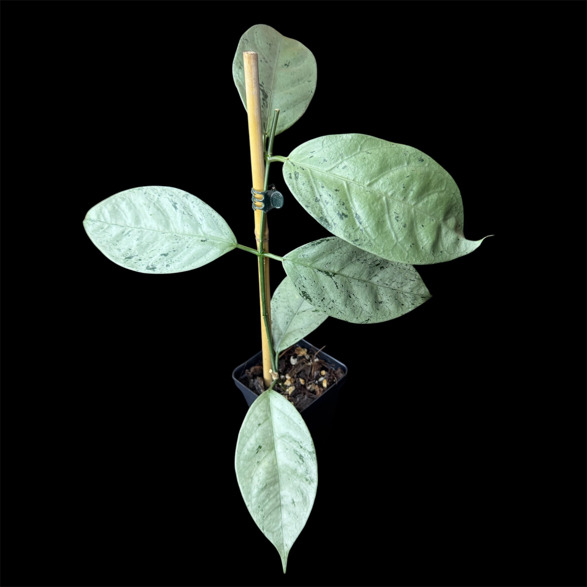 Hoya coriacea silver