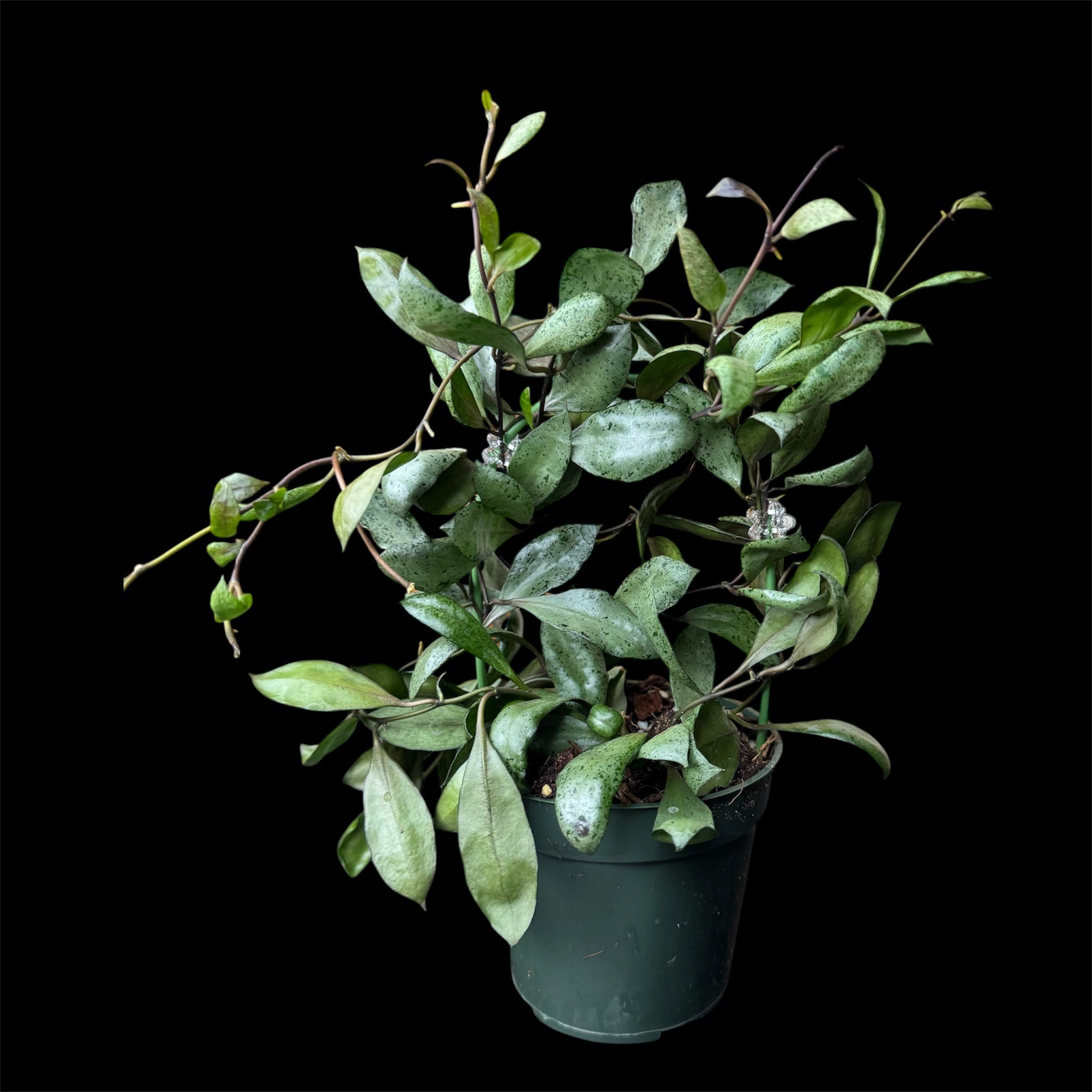 Hoya lacunosa ‘moonshine’