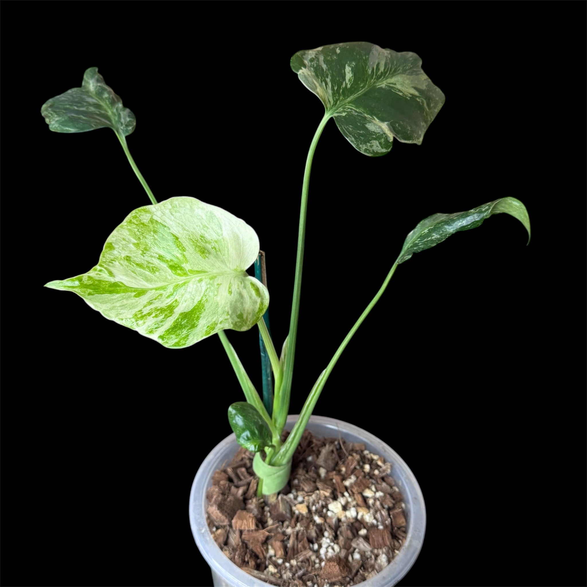 Monstera ocean mint