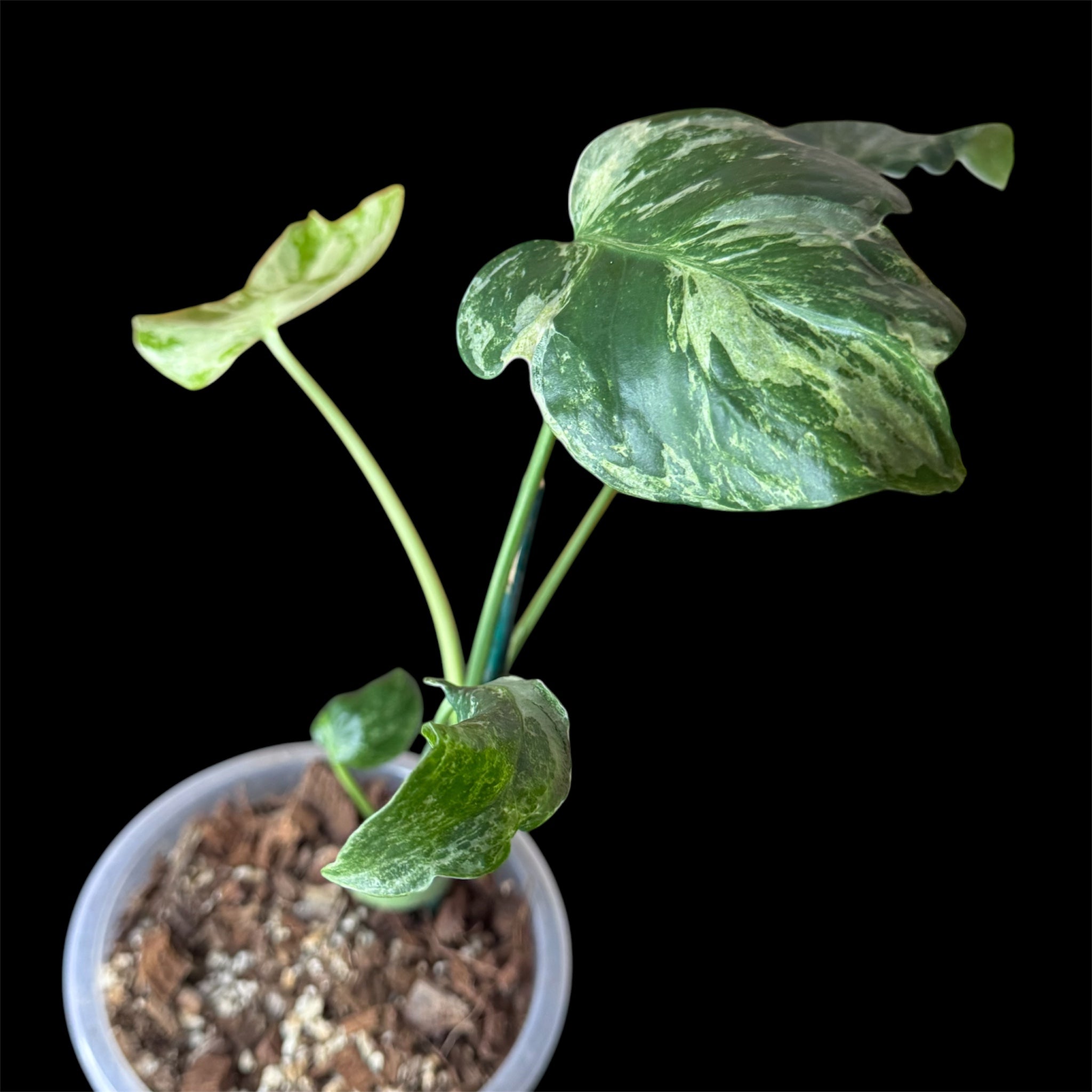 Monstera ocean mint