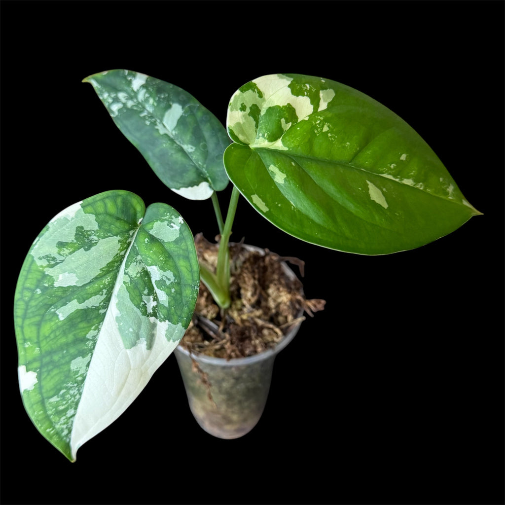 Syngonium Chiapense Variegated