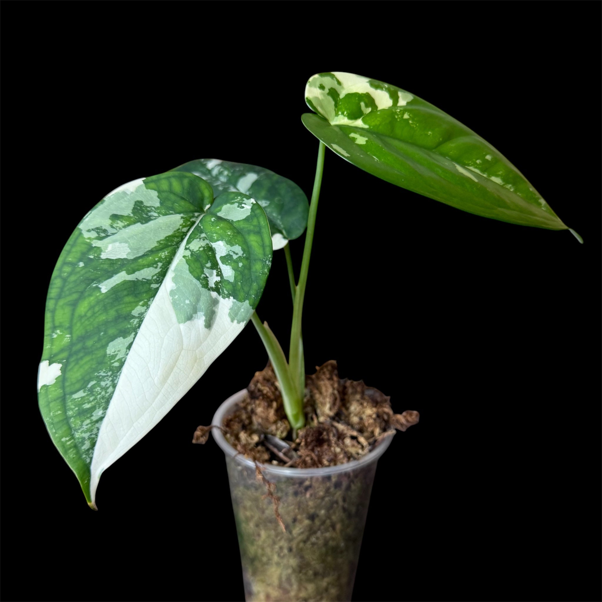 Syngonium Chiapense Variegated