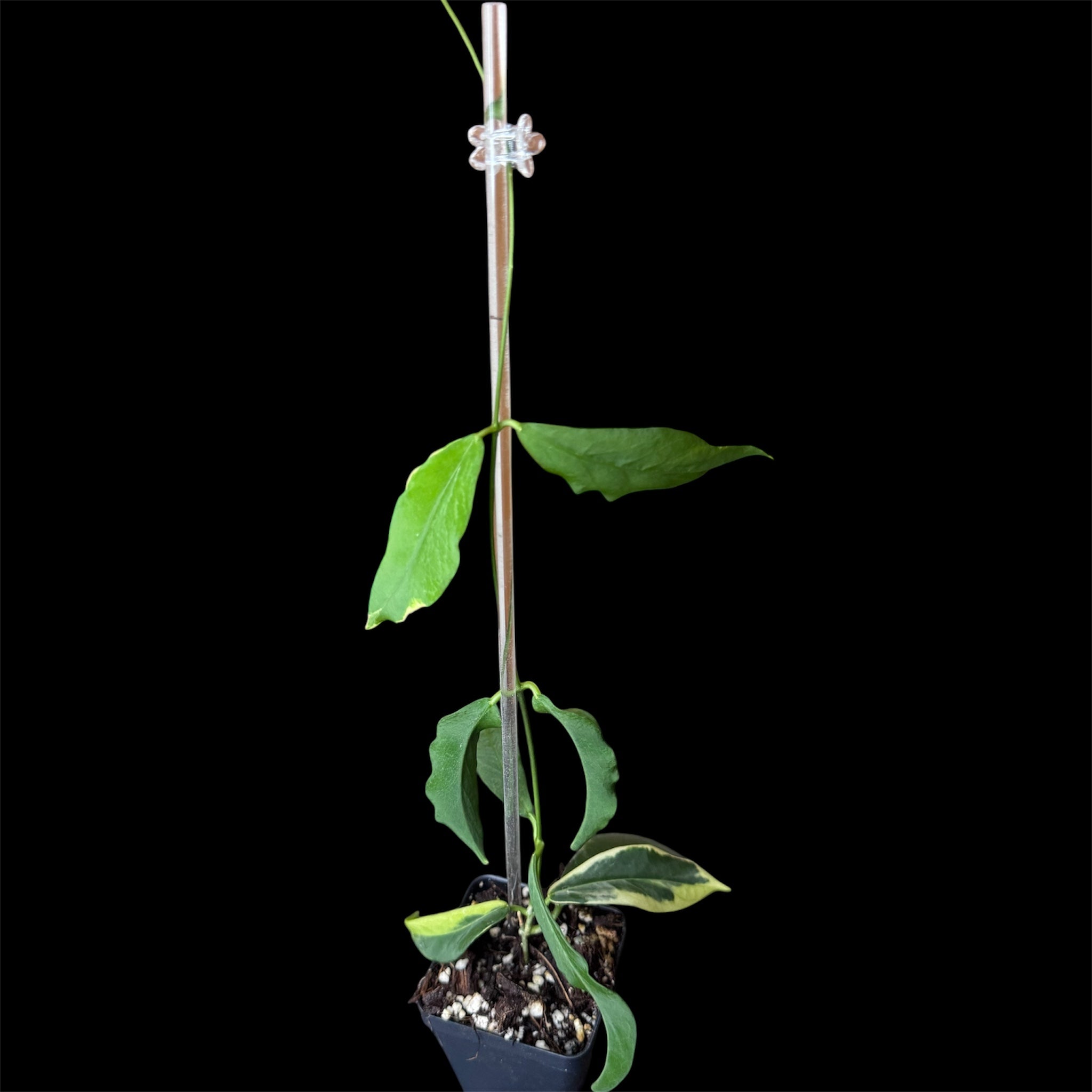 Hoya pimenteliana albo