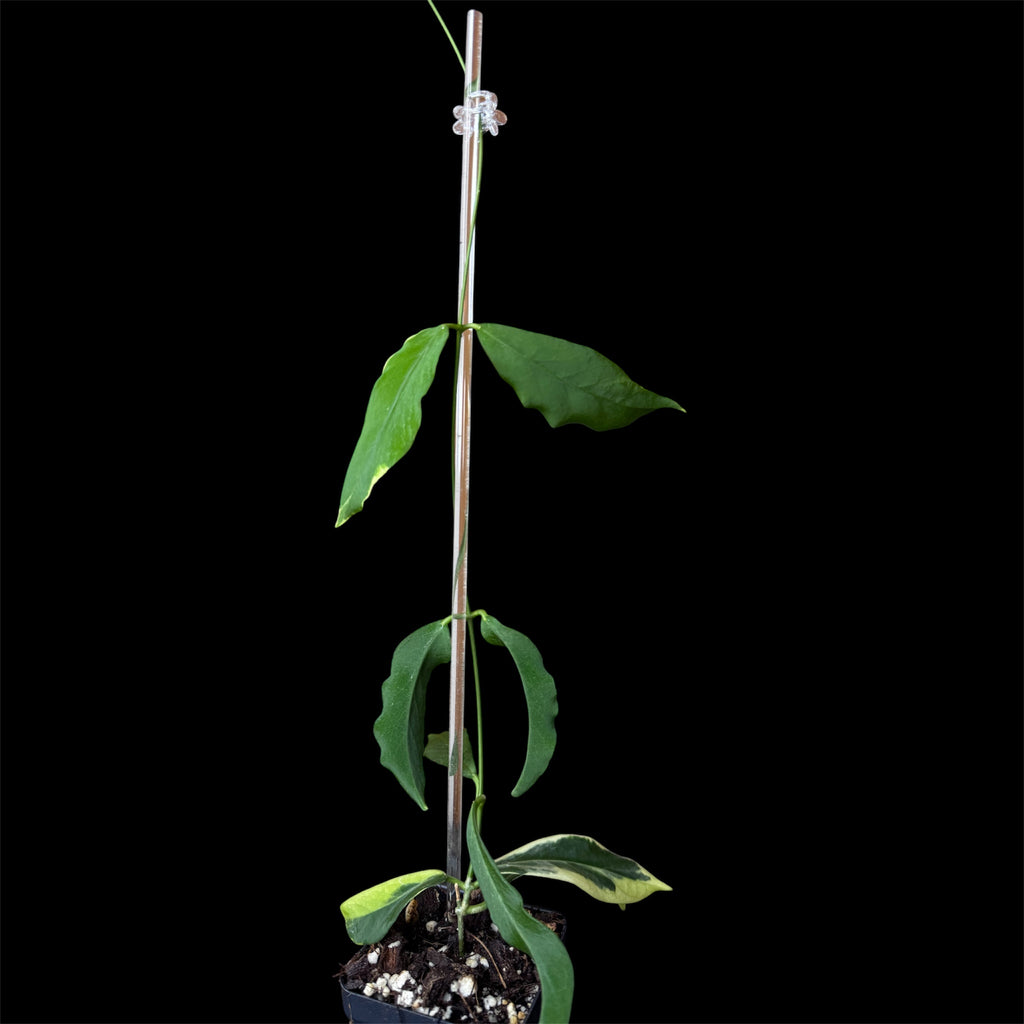 Hoya pimenteliana albo