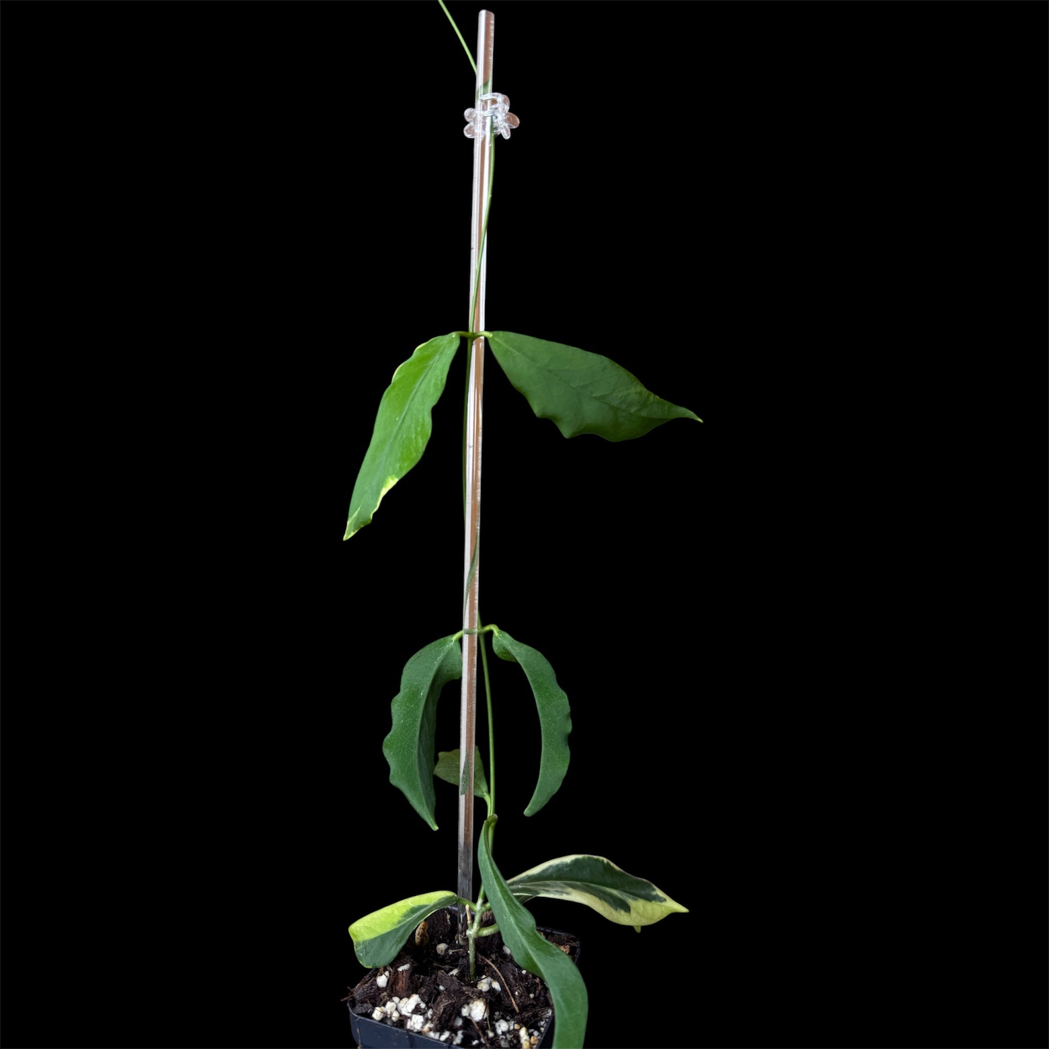 Hoya pimenteliana albo