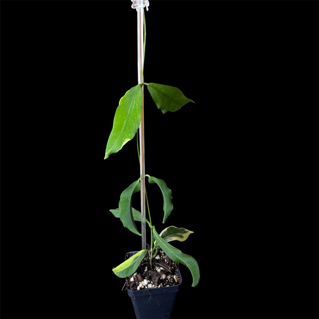 Hoya pimenteliana albo