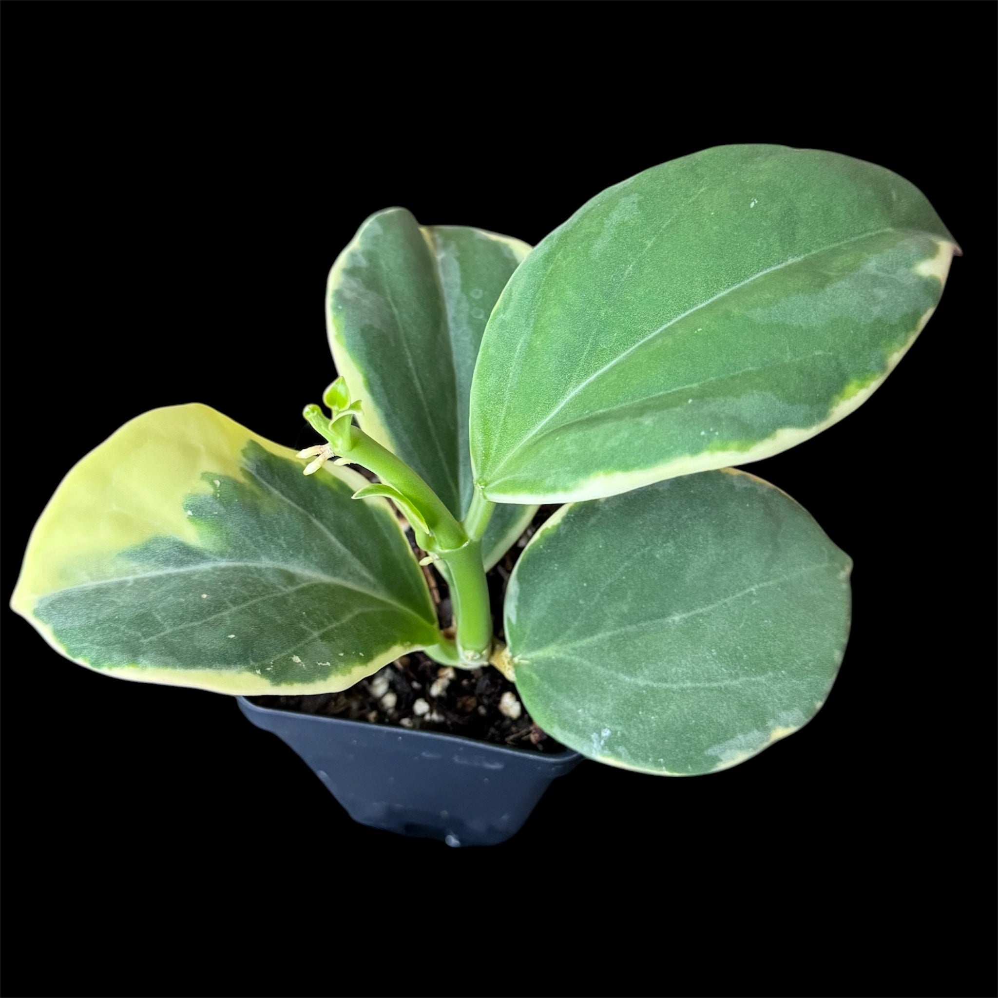 Hoya pachyclada albo