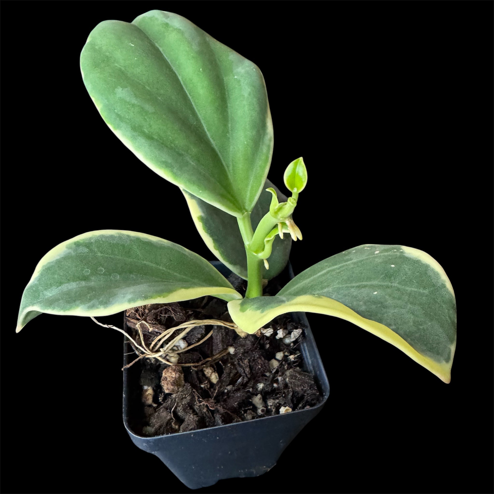 Hoya pachyclada albo