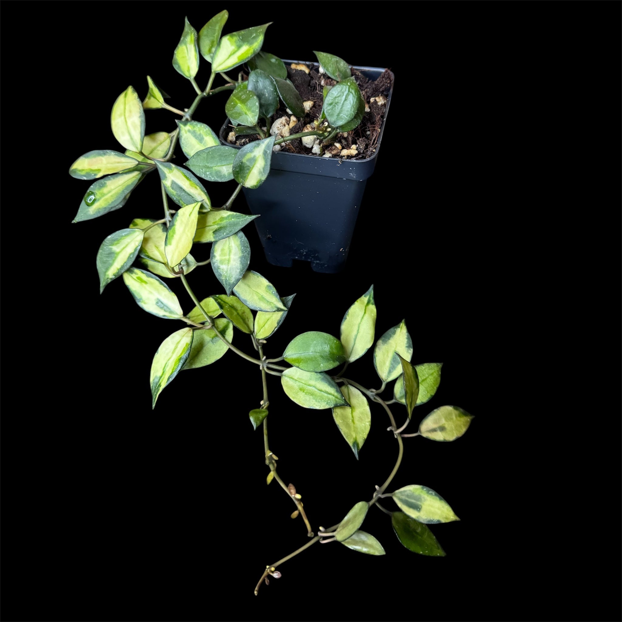 Hoya lacunosa Illumi