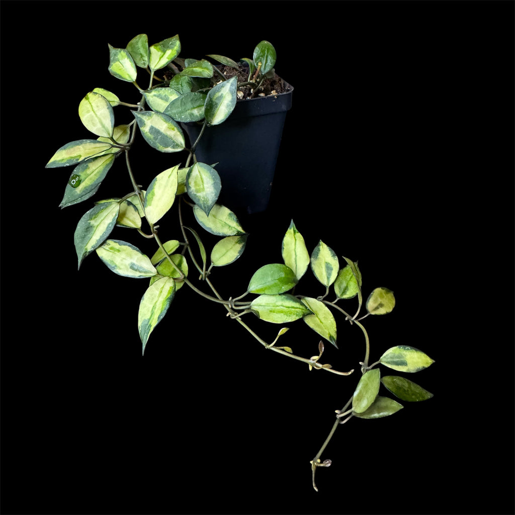 Hoya lacunosa Illumi