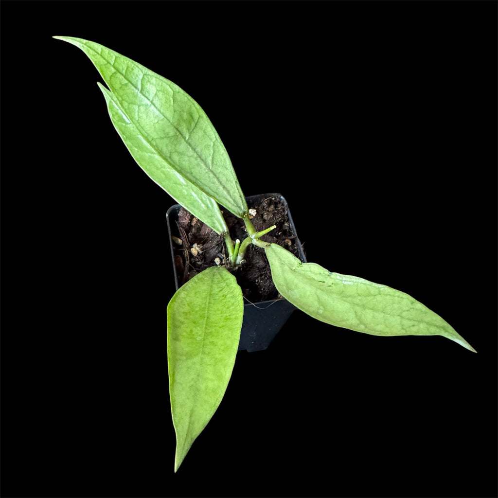 Hoya sp Germany silver