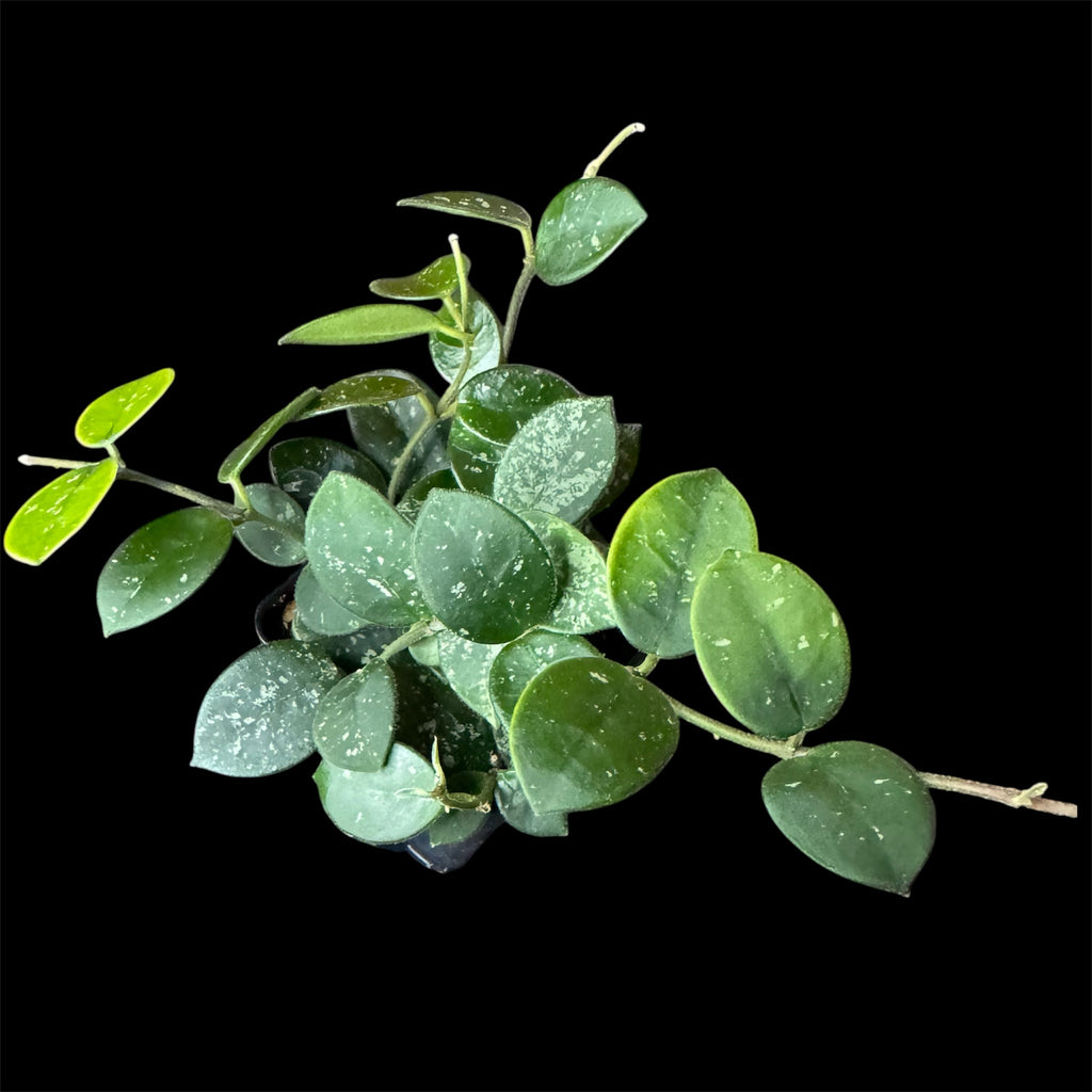 Hoya mathilde splash