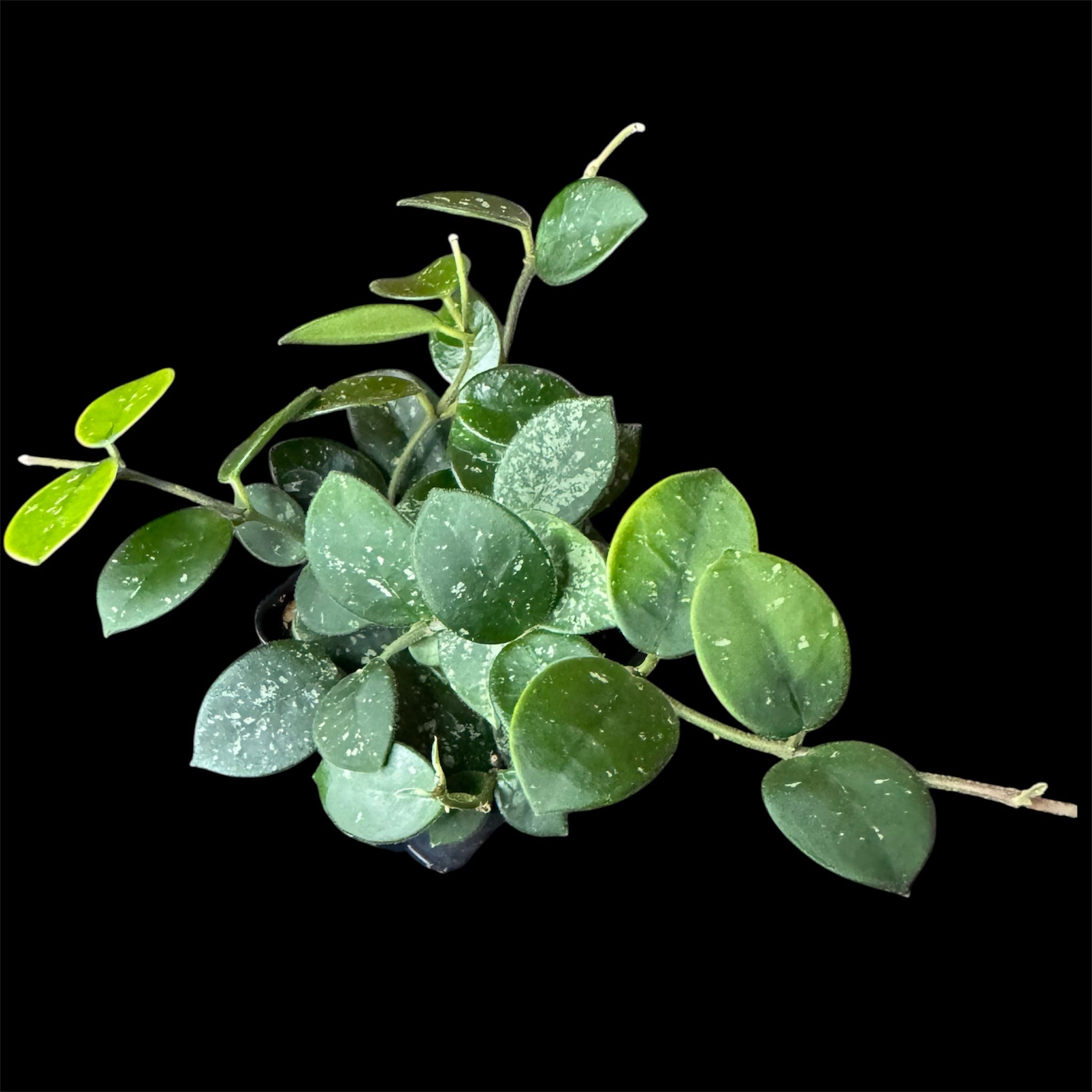 Hoya mathilde splash