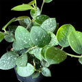 Hoya mathilde splash
