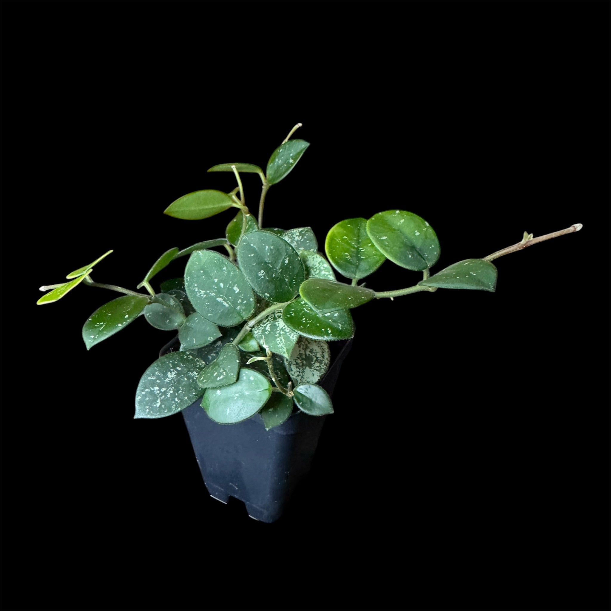 Hoya mathilde splash