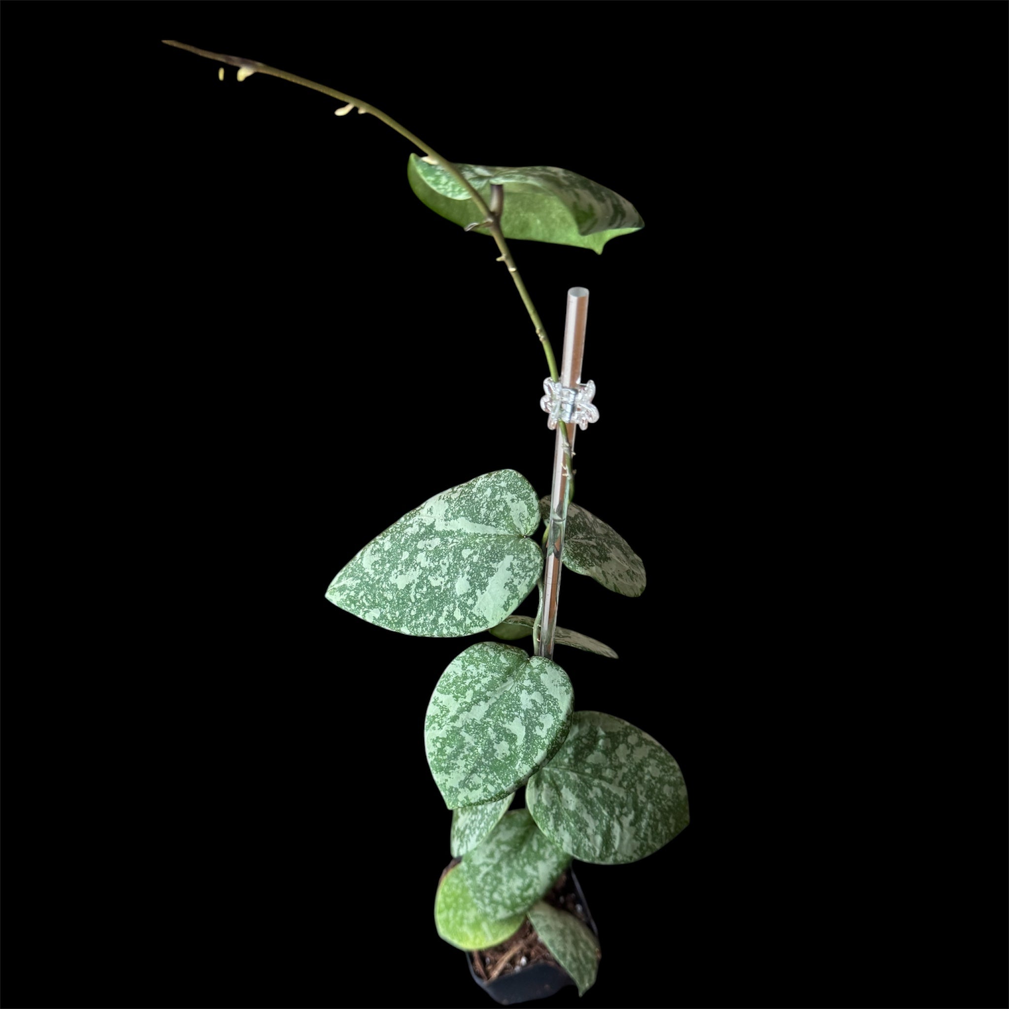 Hoya cinnamomifolia x imbricata