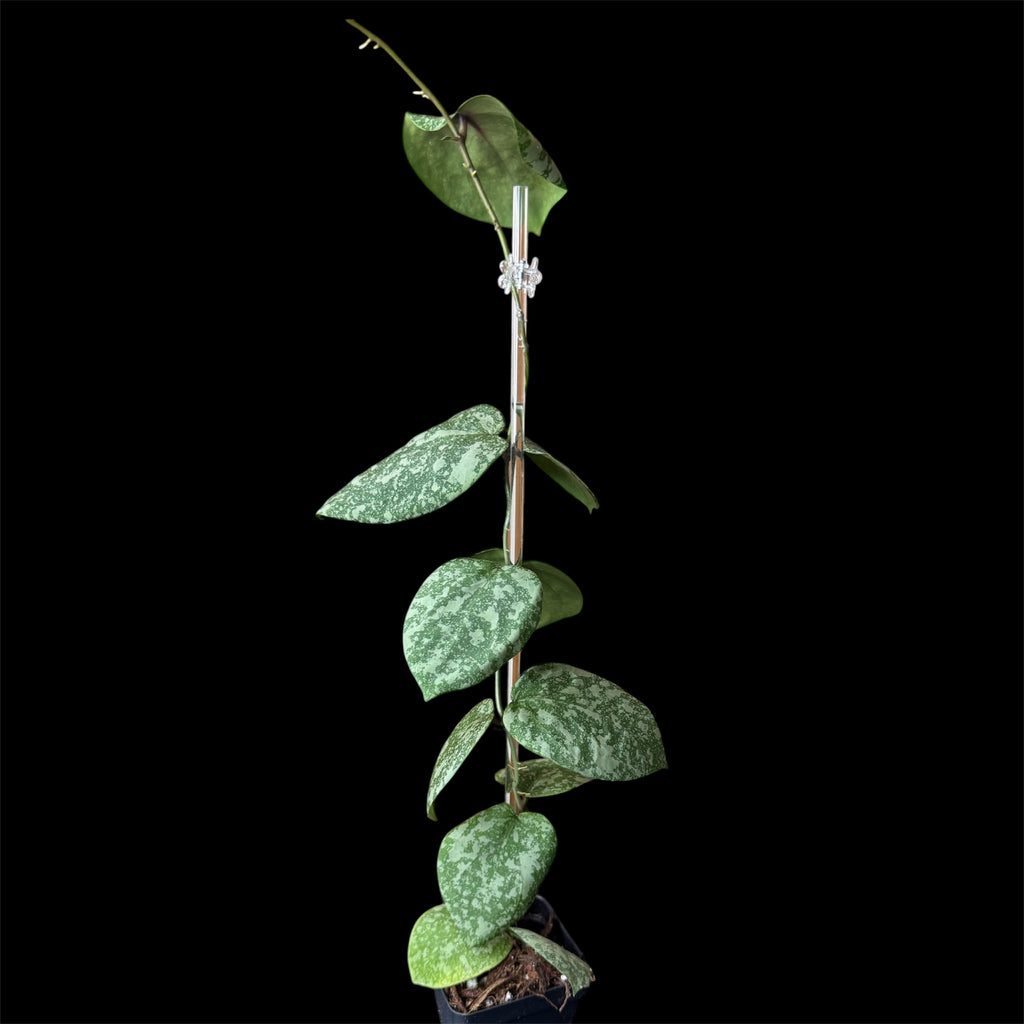 Hoya cinnamomifolia x imbricata