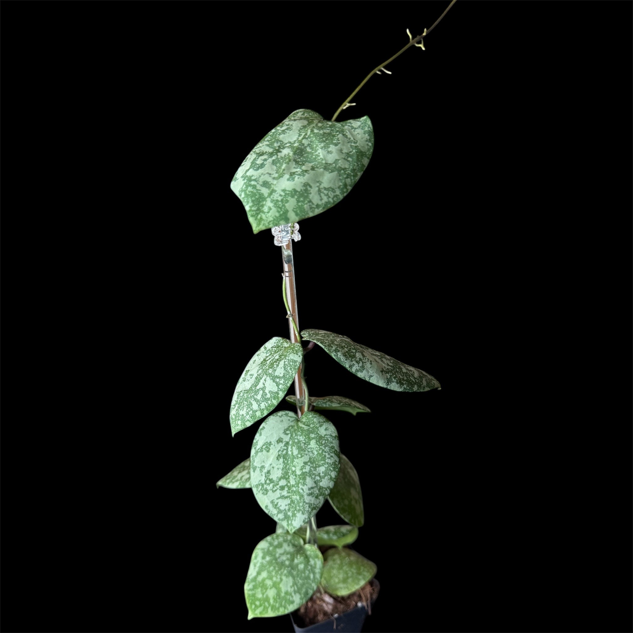 Hoya cinnamomifolia x imbricata