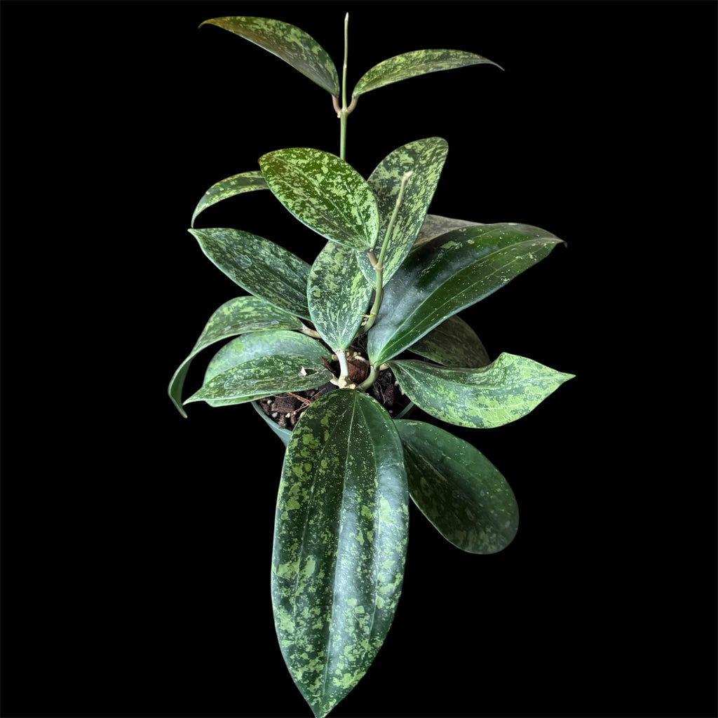 Hoya rangsan