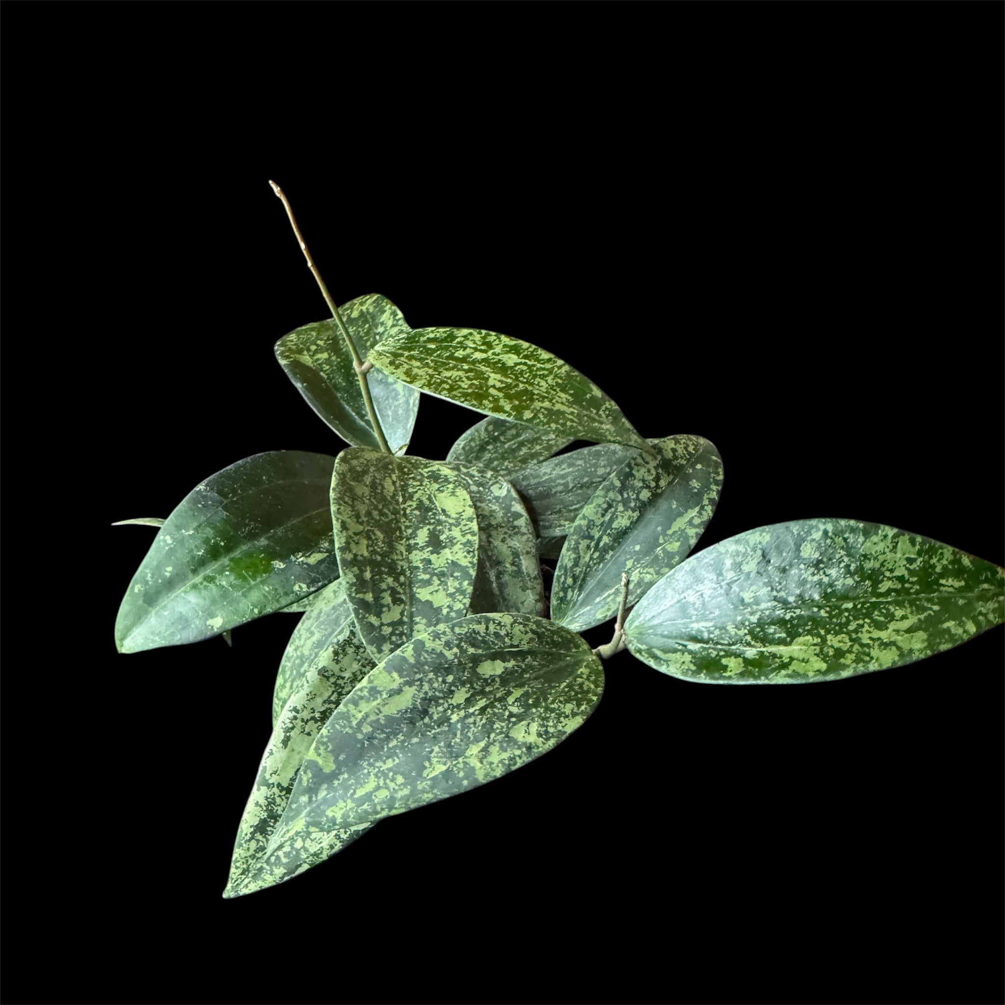 Hoya rangsan