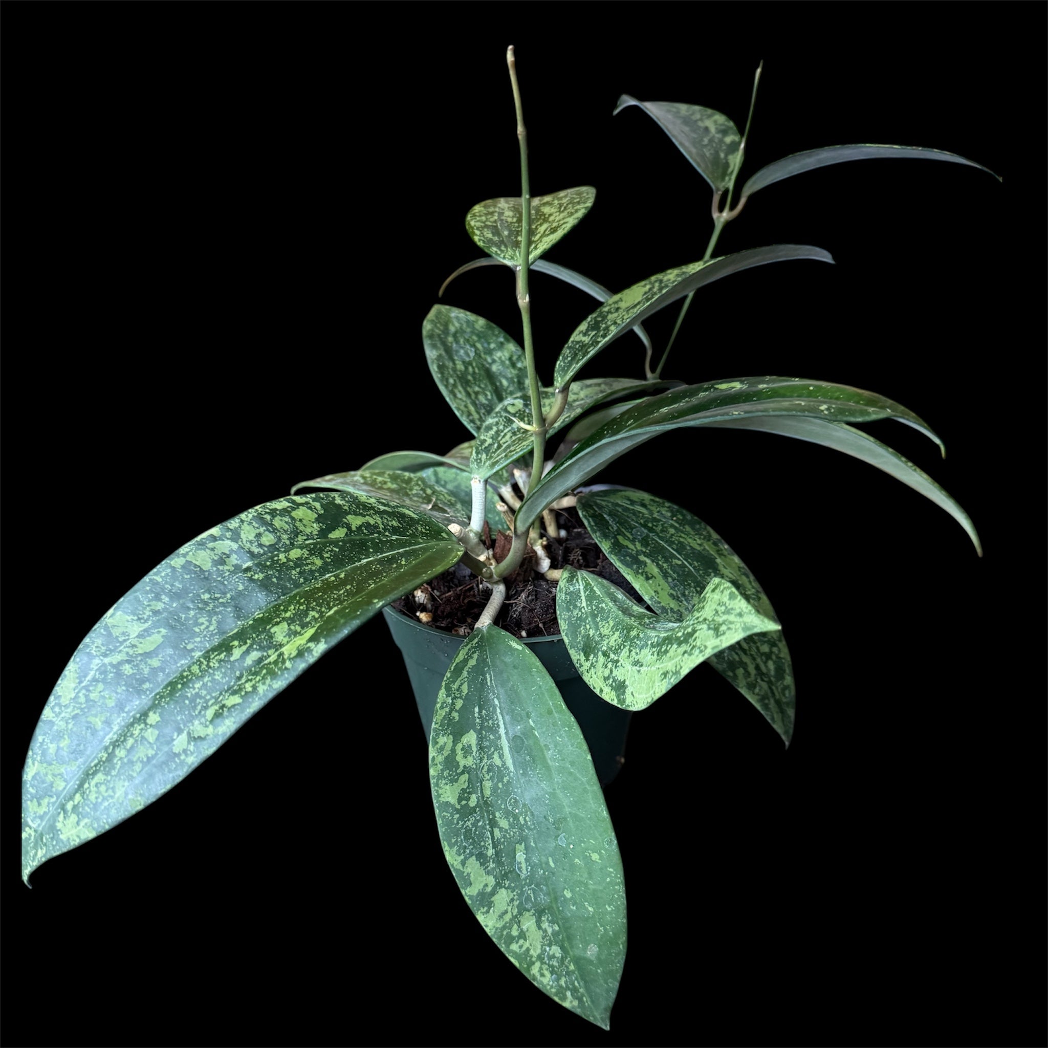 Hoya rangsan