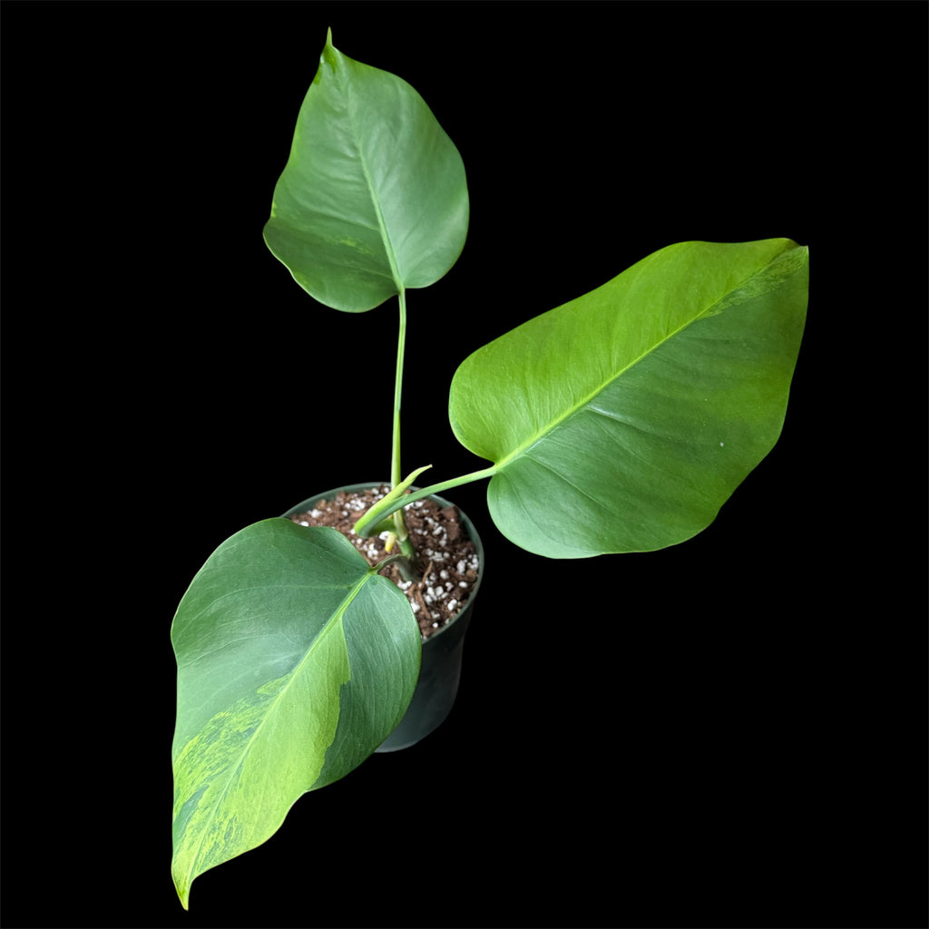 Monstera Green on Green Small Form