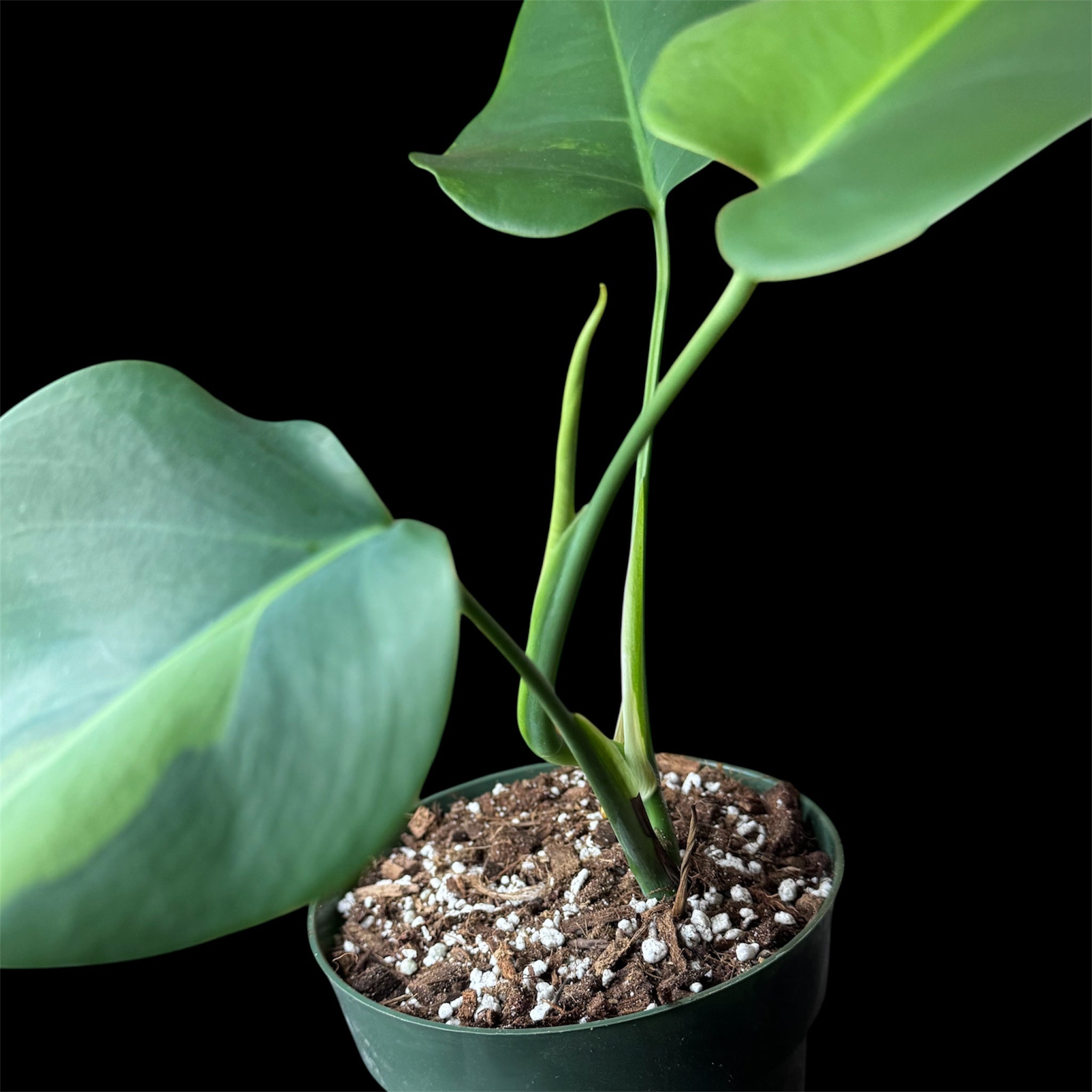 Monstera Green on Green Small Form