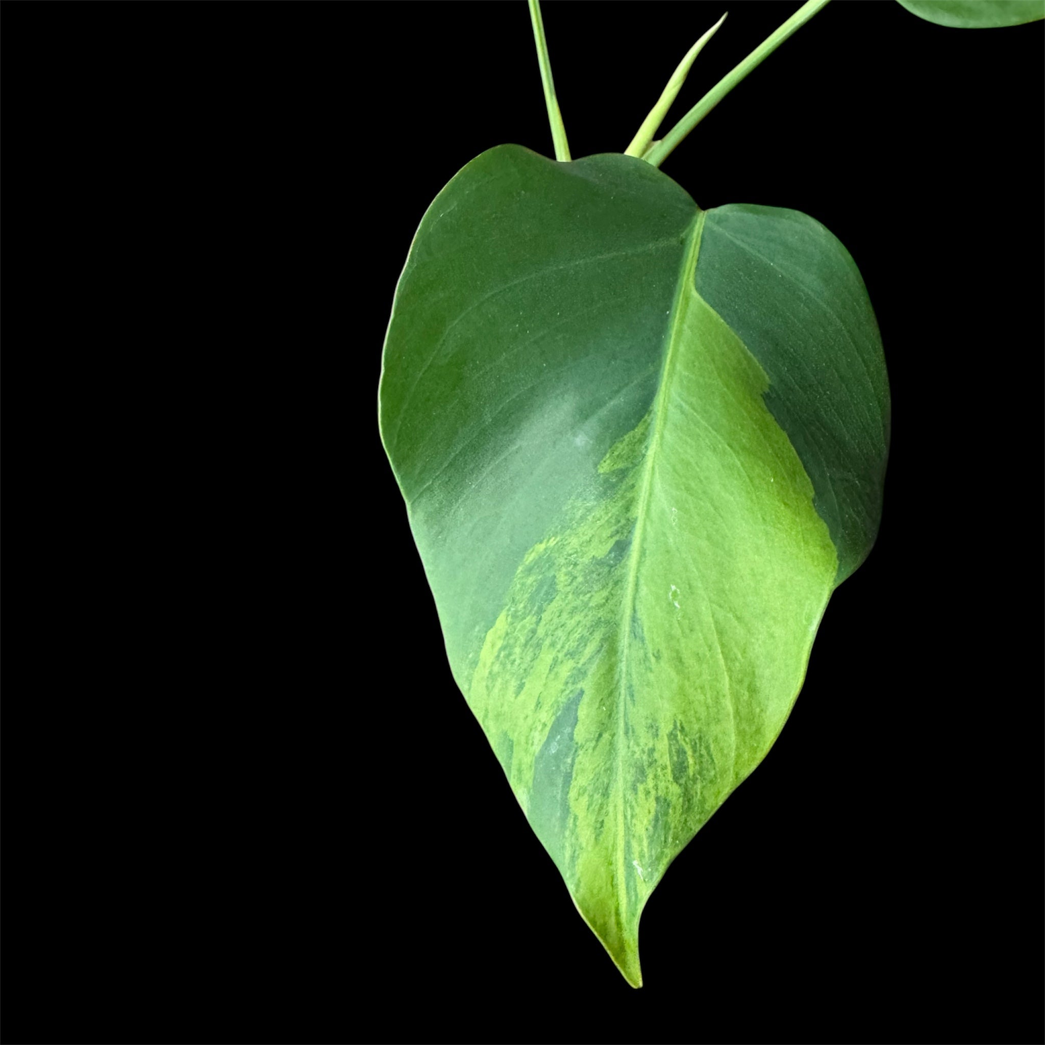 Monstera Green on Green Small Form